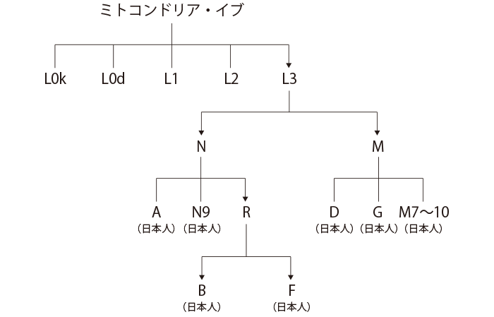 ミトコンドリア樹形図